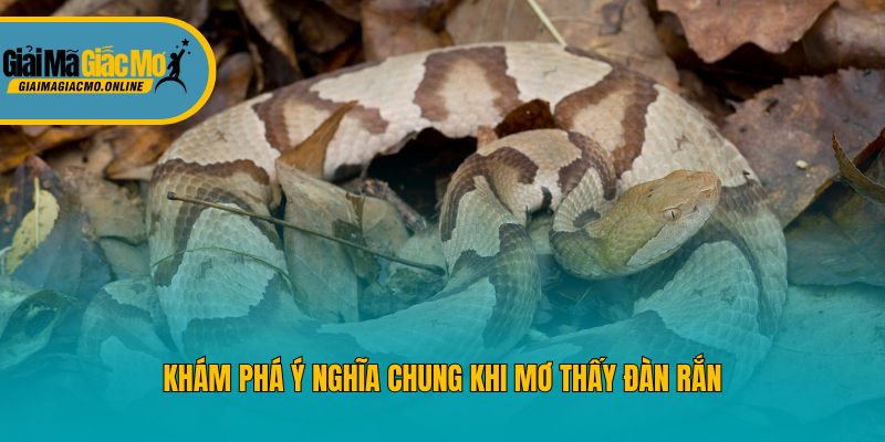 Khám phá ý nghĩa chung khi mơ thấy đàn rắn