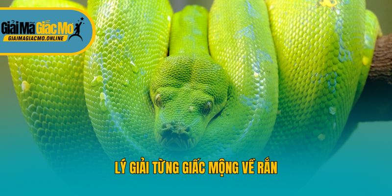 Lý giải từng giấc mộng về rắn