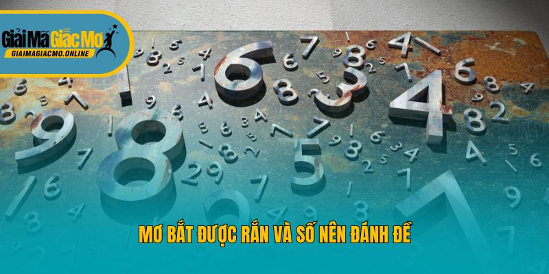 Mơ bắt được rắn và số nên đánh đề