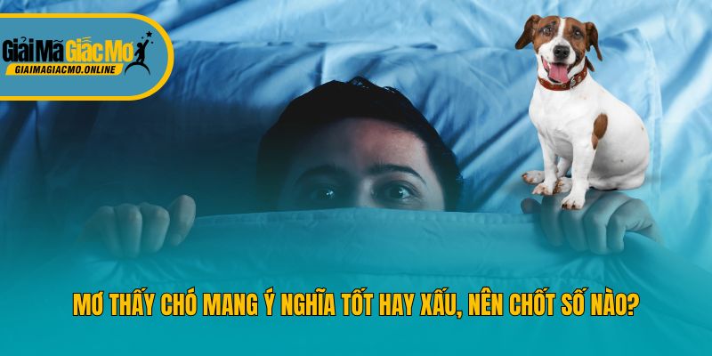 Mơ Thấy Chó Mang Ý Nghĩa Tốt Hay Xấu, Nên Chốt Số Nào?