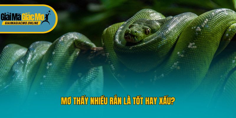 Mơ thấy nhiều rắn là tốt hay xấu?