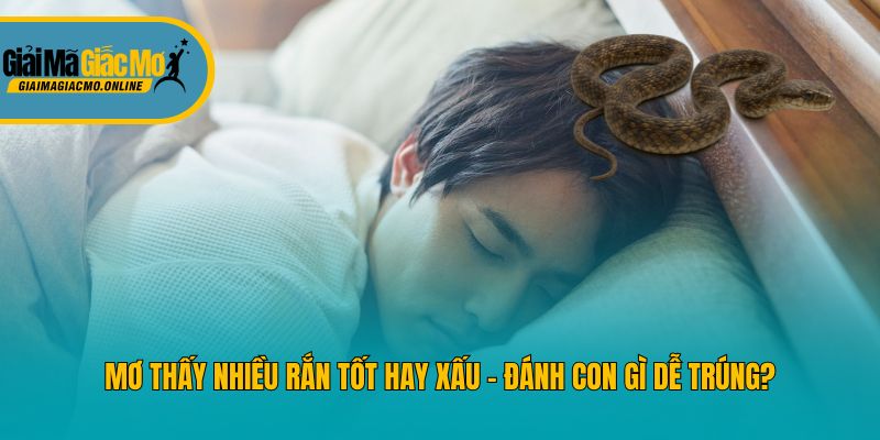 Mơ Thấy Nhiều Rắn Tốt Hay Xấu - Đánh Con Gì Dễ Trúng?