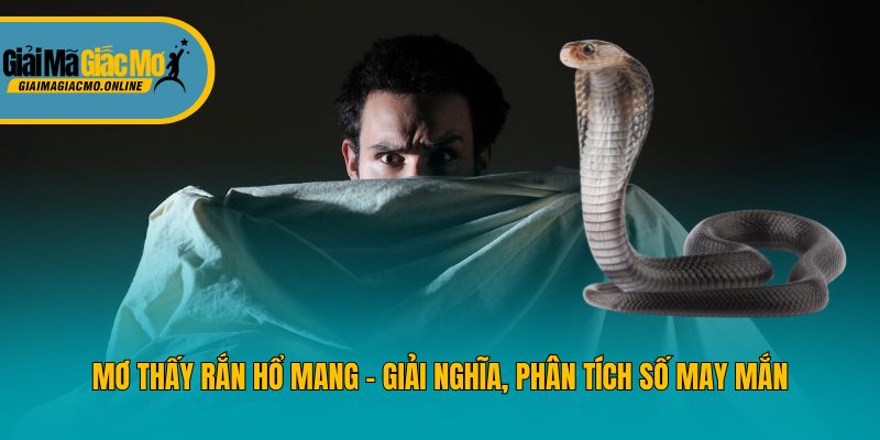 Mơ Thấy Rắn Hổ Mang - Giải Nghĩa, Phân Tích Số May Mắn