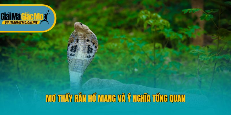 Mơ thấy rắn hổ mang và ý nghĩa tổng quan