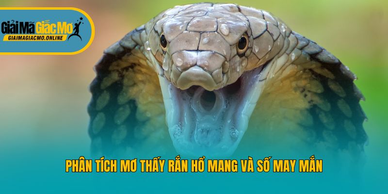 Phân tích mơ thấy rắn hổ mang và số may mắn