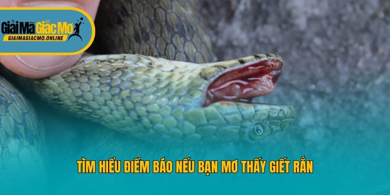 Tìm hiểu điềm báo nếu bạn mơ thấy giết rắn