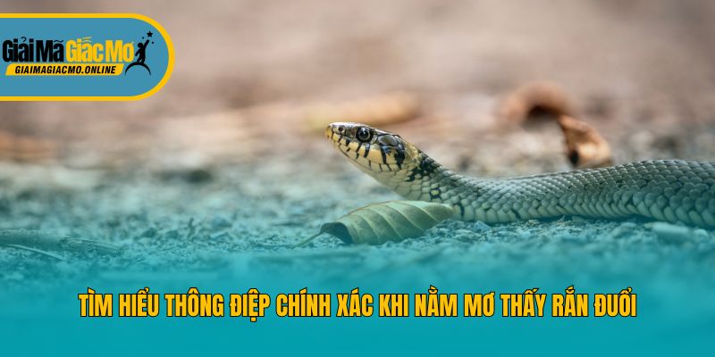 Tìm hiểu thông điệp chính xác khi nằm mơ thấy rắn đuổi