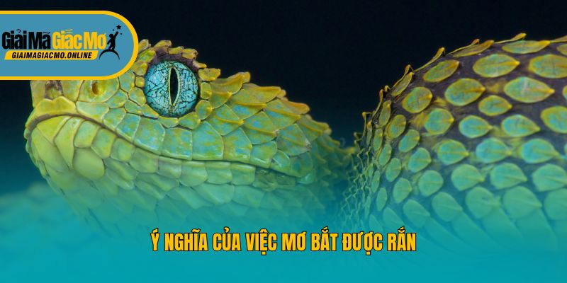 Ý nghĩa của việc mơ bắt được rắn