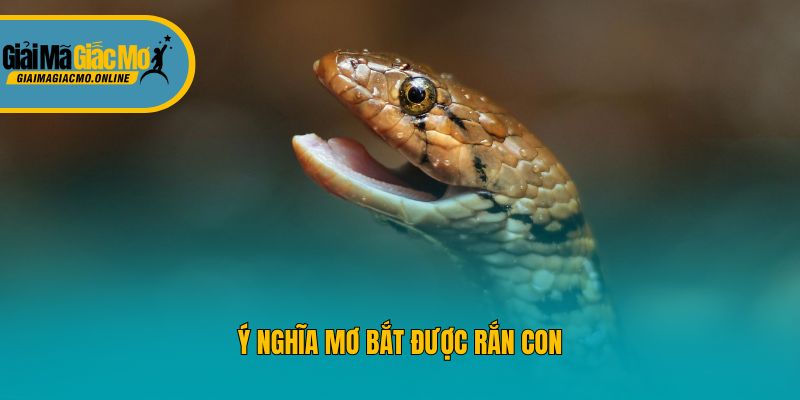 Ý nghĩa mơ bắt được rắn con